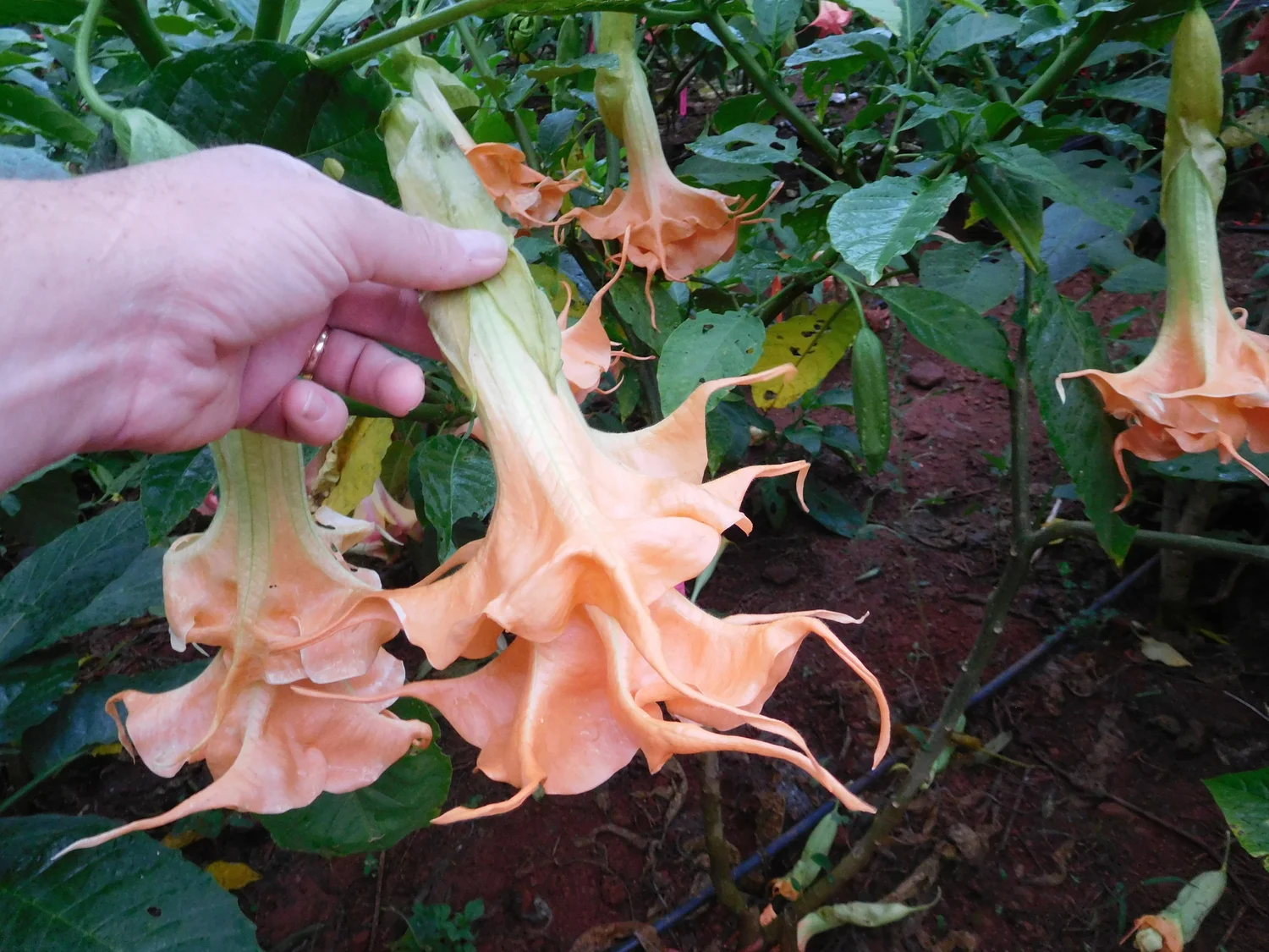 Sun Surf　TARO LEAF ANGEL'S TRUMPET　M Sun Surf TARO LEAF ANGEL'S TRUMPET M Angel's trumpet | Plant